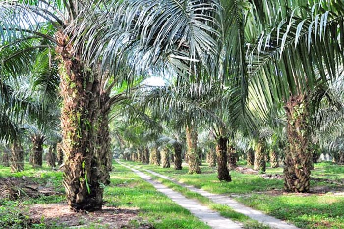 Ombudsman RI Sorori Wacana Aturan 30 Persen Plasma bagi Perusahaan Sawit, Berpotensi Maladministrasi - Image