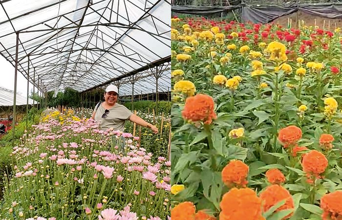 Kebun Ciputri, ”Spesialis" Budi Daya Bunga Krisan Siram Dua Kali Sehari, Daun Layu Segera Dipotong - Image