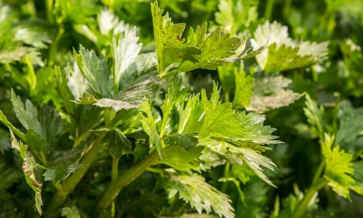 Intip 5 Manfaat Seledri Untuk Kesehatan Tubuh, Dapat  Menjaga Kesehatan Organ Hati - Image