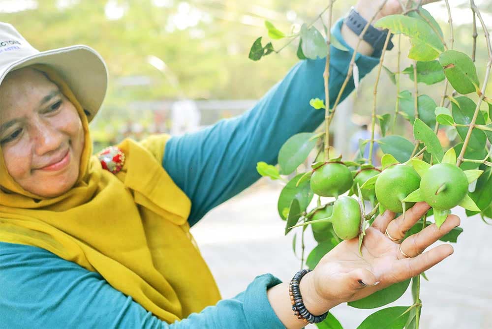 Manfaat Dahsyat Mangrove, Ternyata Bisa Menghambat Pembiakan Virus Korona - Image