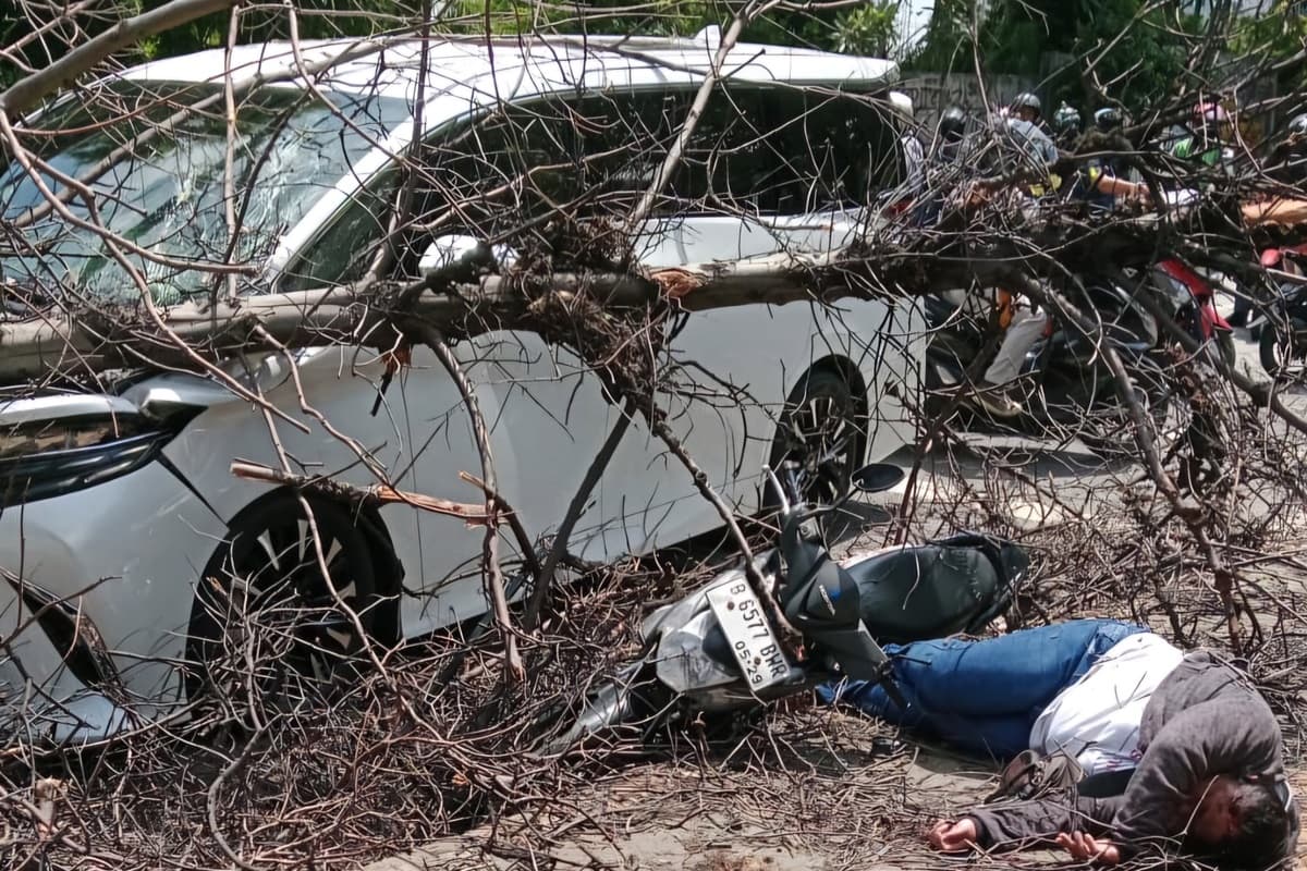 Pohon Kering di Jakarta Barat Tumbang Timpa Alphard dan Pemotor, Korban Luka Parah di Kepala - Image