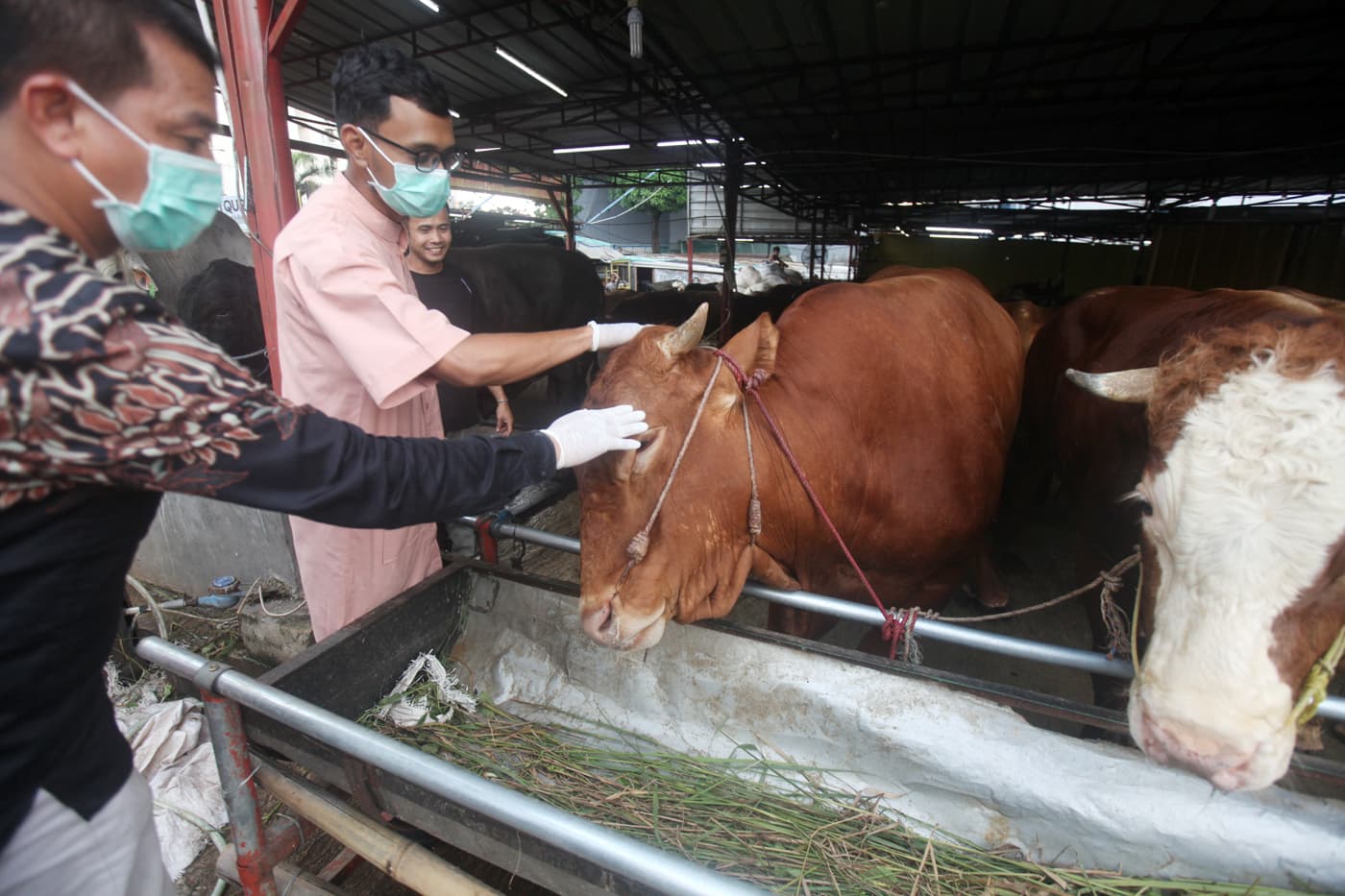 Penjualan Hewan Kurban Turun Jadi Rp 27 Triliun, Lebih Rendah Dibanding Saat Pandemi Covid-19, Imbas Ekonomi Lesu - Image