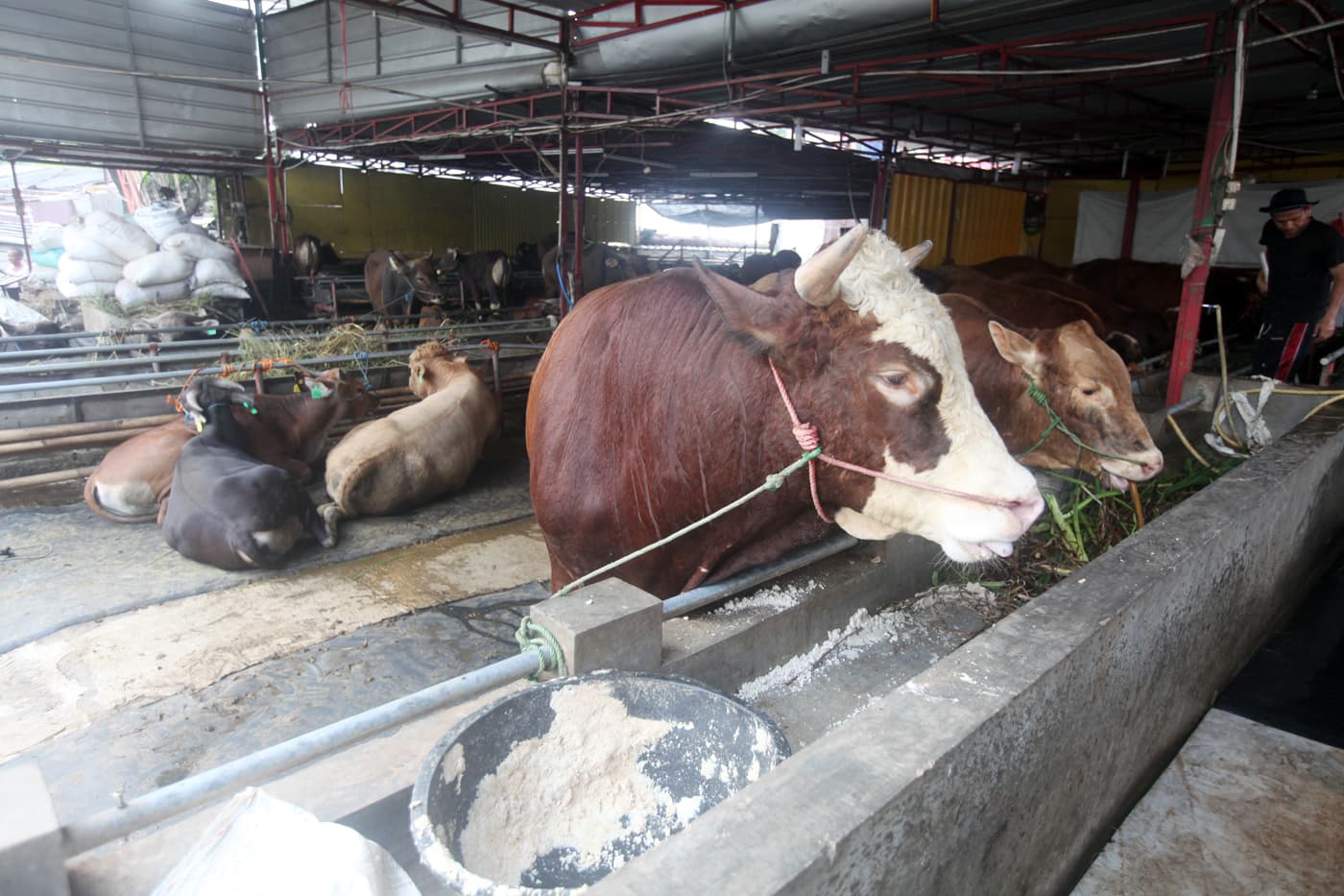 Idul Adha, Muhammadiyah Dorong Penyembelihan Kurban Ramah Lingkungan dengan Tidak Gunakan Plastik - Image