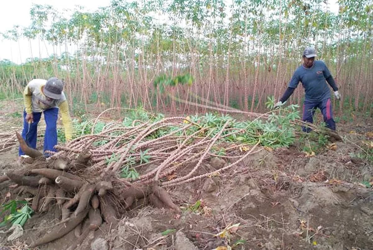 Presiden Prabowo Setujui Penghentian Impor Singkong - Image