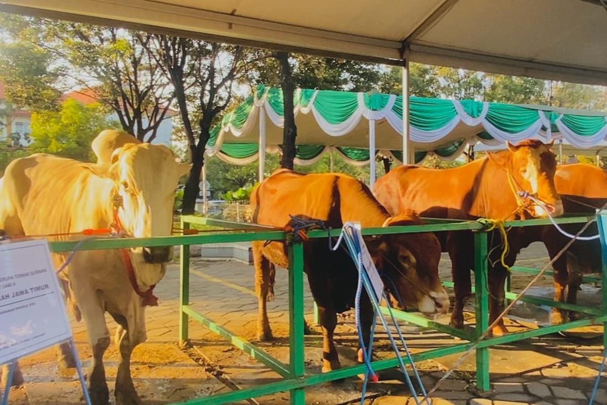 Jatim Siapkan 500 Ribu Sapi dan 1,2 Juta Kambing-Domba untuk Kurban Idul Adha 2025, Semua Sudah Divaksinasi PMK - Image