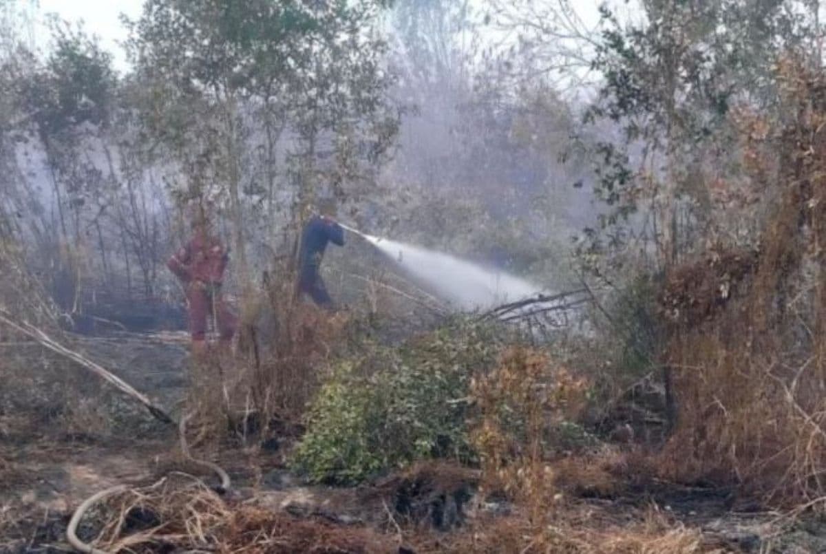 Kalsel Siapkan Langkah Strategis Mitigasi Karhutla saat Puncak Kemarau - Image