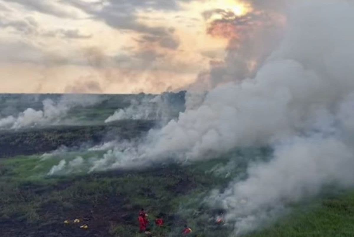 Pemprov Kalsel Tindak Lanjuti Arahan Pusat Soal Status Siaga Karhutla - Image