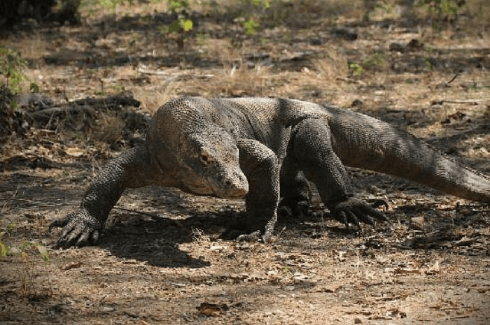 KBS Surabaya Siap Lepas 5 Komodo ke Habitat Asli, Tinggal Tunggu Restu Kementerian - Image