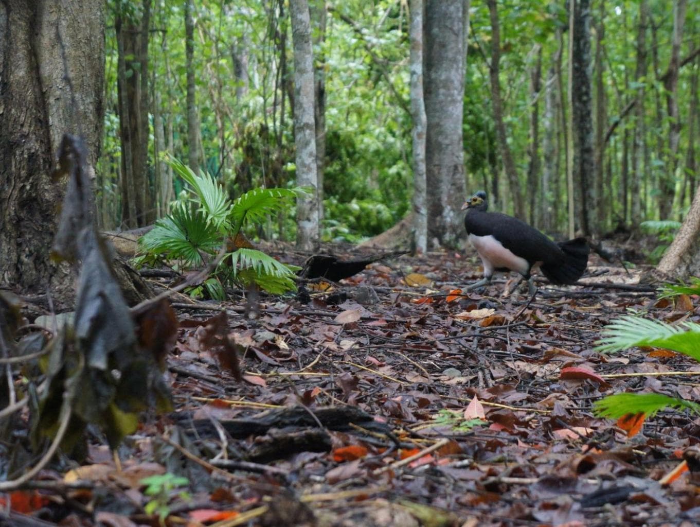 Menyusuri Hungayono, Wisata Ekologi dengan Sanctuary Maleo dan Satwa Endemik Sulawesi - Image