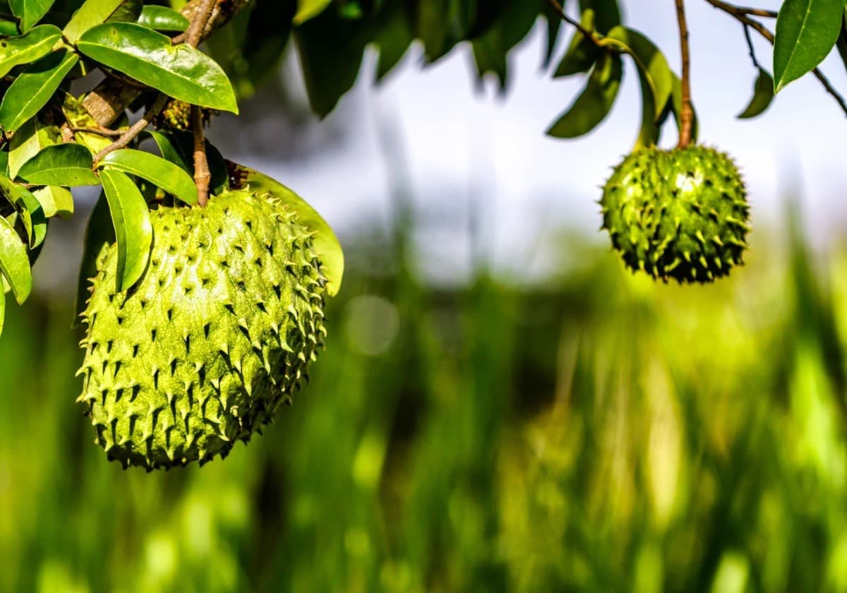 12 Manfaat Daun Sirsak untuk Kesehatan, Salah Satunya Efektif Atasi Insomnia - Image