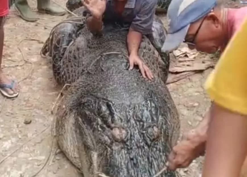 Usai Ditangkap Warga Riau Pakai Alat Seadanya, Buaya Berukuran 5,70 meter Alami Luka Lecet - Image