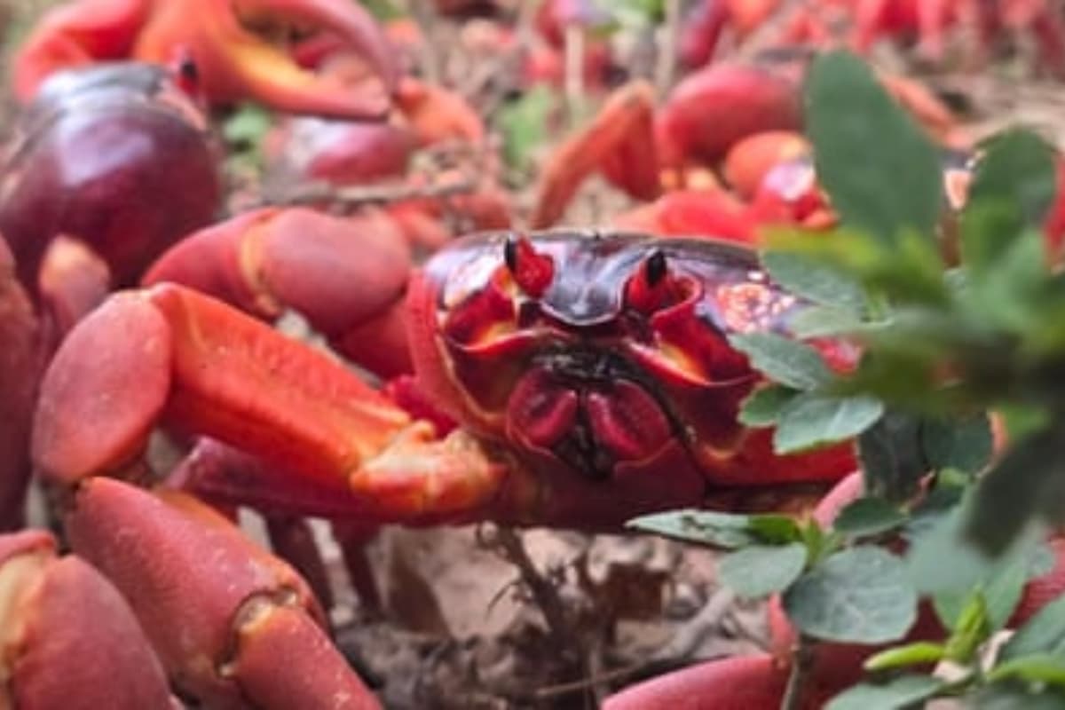 Migrasi Jutaan Kepiting Merah di Christmas Island, Keajaiban Alam yang Terulang Setiap Tahun - Image