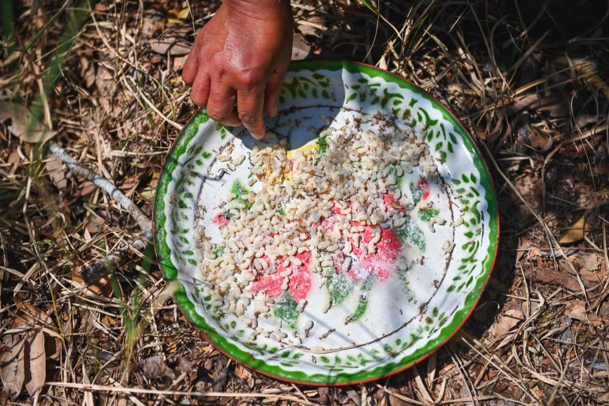 Kuliner Ekstrem dan Tradisional Thailand: Dari Telur Semut hingga Serangga Goreng yang Mendunia - Image