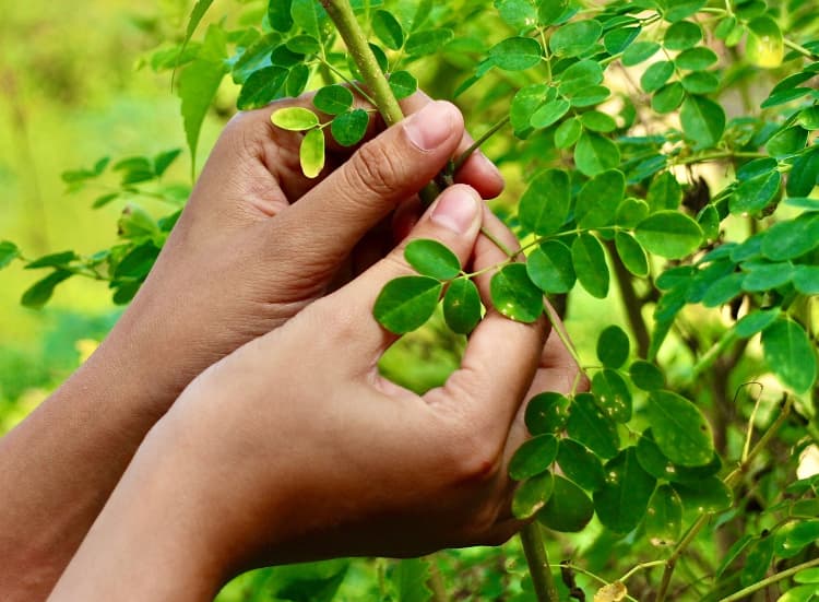 Biasa Dikonsumsi Sebagai Sayuran, Inilah 15 Manfaat Daun Kelor untuk Kesehatan yang Wajib Diketahui - Image