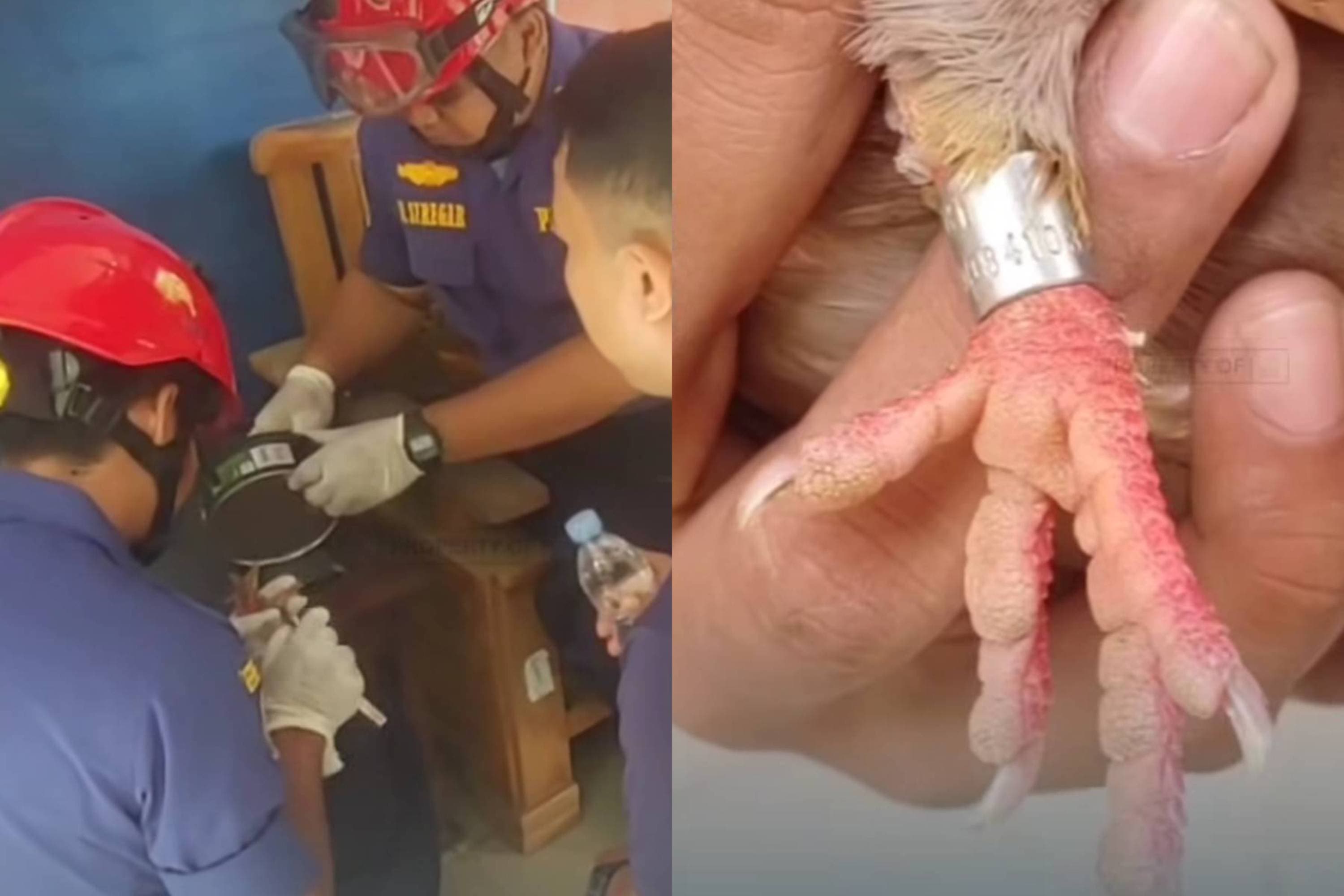 Damkar Depok Selamatkan Burung Merpati dari Cekikan Gelang Kaki, Videonya Viral - Image