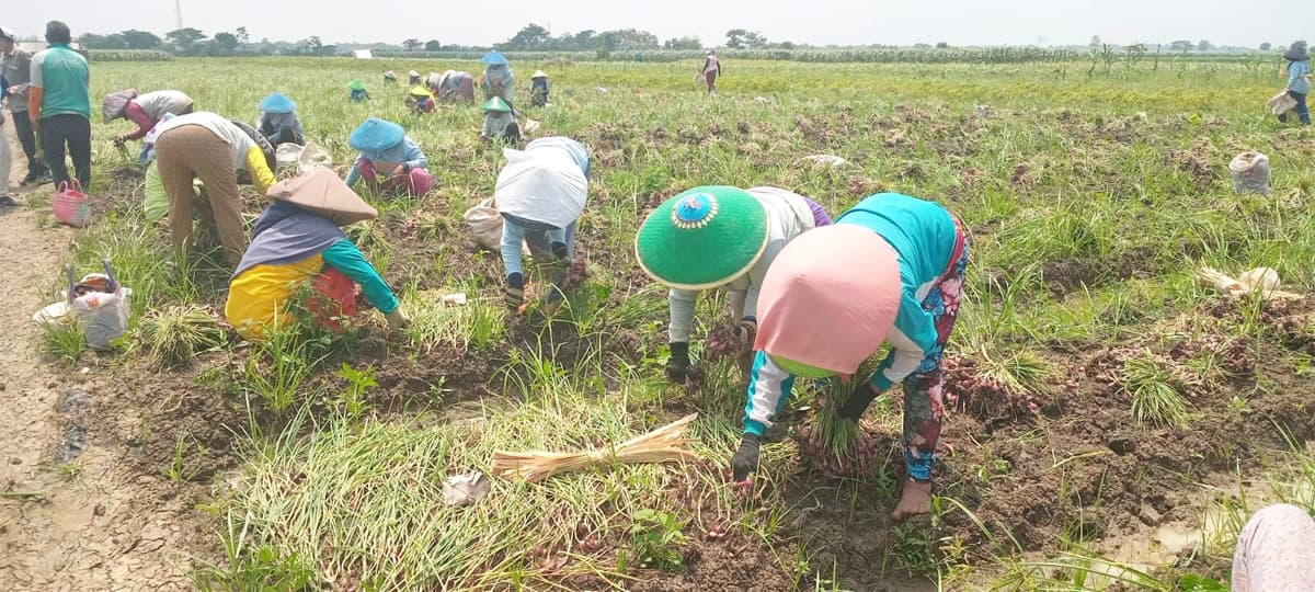 Pemerintah Jamin Pasokan Bawang Aman Jelang Ramadan hingga Lebaran - Image