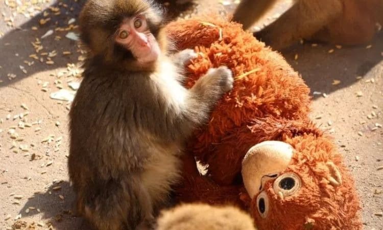 Viral Bayi Monyet Punch Kuasai Algoritma, Harga Boneka Orangutan Djungelskog Tembus Hingga 5 Juta Rupiah - Image