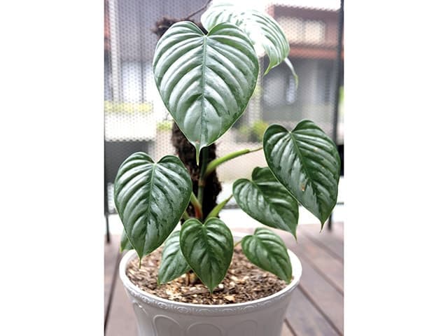 Swastika Nohara Mengakrabi Tanaman lewat Nama Ilmiah - Image