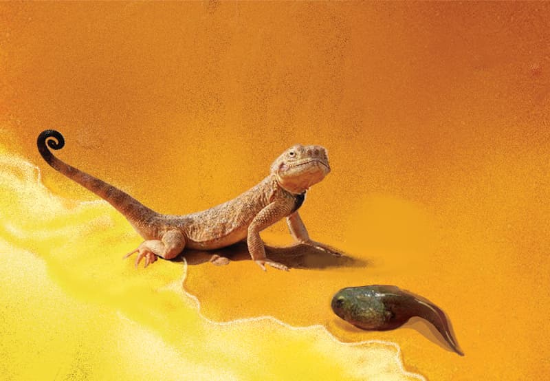 Cebong Ternyata Kadrun, Kadrun Ternyata Cebong - Image