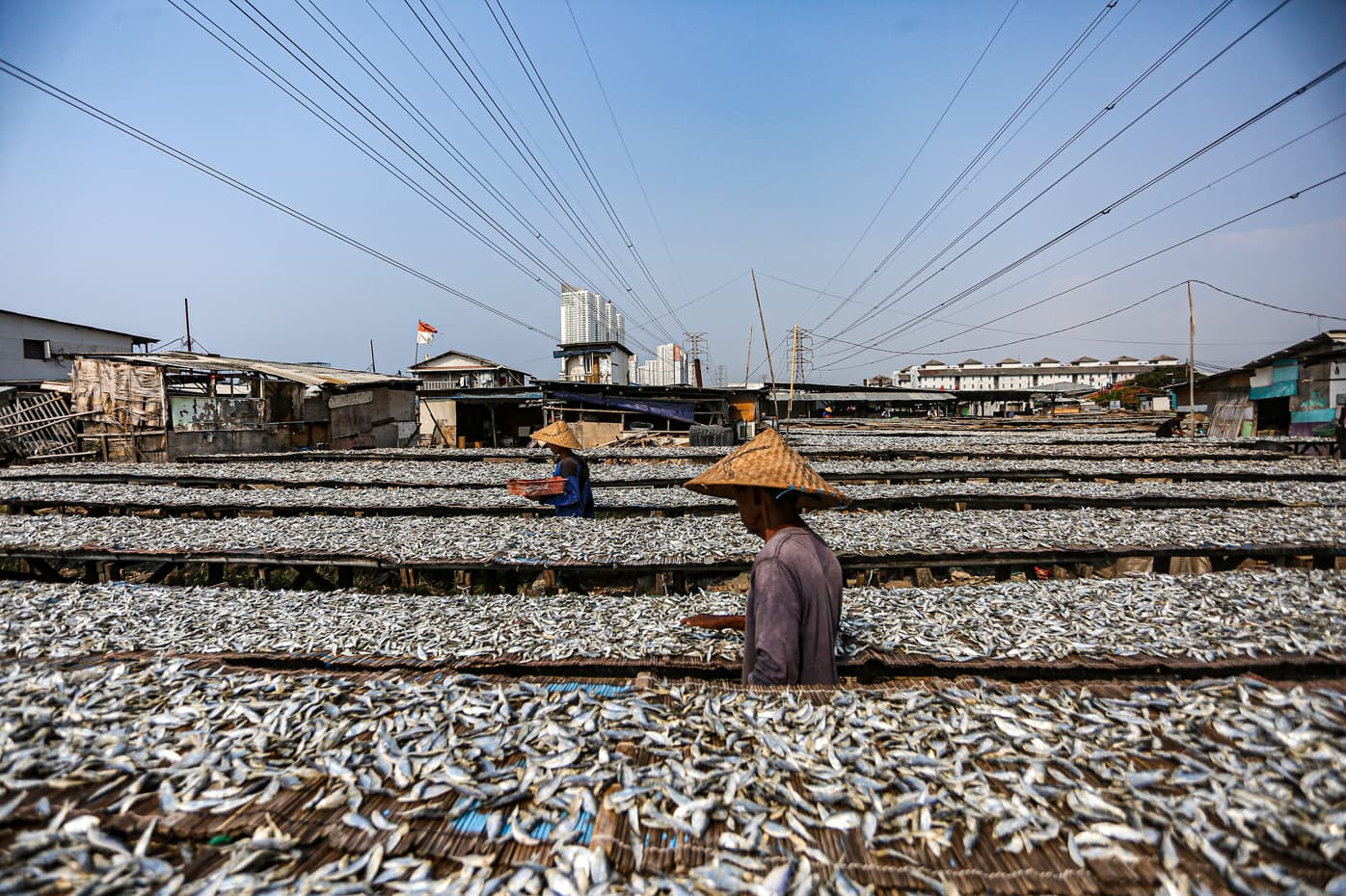 Pekerja menjemur ikan yang diasinkan di Muara Angke, Jakarta, Sabtu (3/6/2023). Pemerintah mengalokasikan anggaran sebesar Rp450 triliun untuk kredit usaha rakyat (KUR) 2023 bagi pelaku UMKM, naik 20,64 persen dari alokasi tahun sebelumnya sebesar Rp373 t - Image