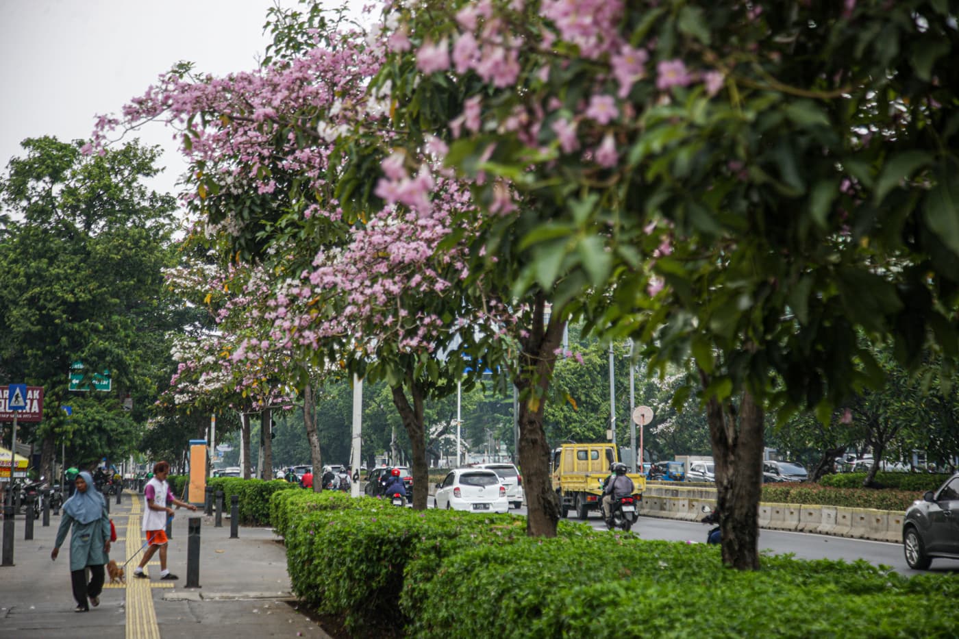 Pengguna jalan melintas jalan Kramat Raya yang penuh dengan bunga Tabebuya yang sedang mekar di Jakarta. Beberapa pohon Tabebuya di tempat tersebut tengah mekar yang juga merupakan tanda peralihan musim dari kemarin ke musim penghujan. (Hanung Hambara/Jaw - Image